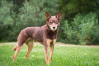 Picture of Kelpie standing on grass