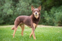 Picture of Kelpie standing on grass