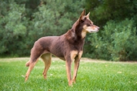 Picture of Kelpie standing on grass