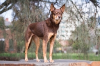 Picture of Kelpie standing on rock