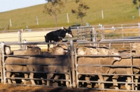 Picture of kelpie working champion in australia