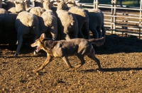 Picture of kelpie working champion