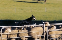 Picture of kelpie working sheep, champion in australia