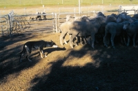 Picture of Kelpie working type on australian farm