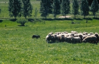 Picture of Kelpie working type