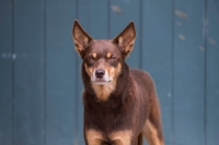 Picture of Kelpie 