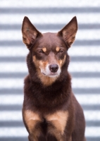 Picture of Kelpie