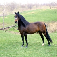 Picture of kennebec cornwallis, morgan horse, foundation morgan