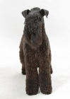 Picture of Kerry Blue Terrier front view