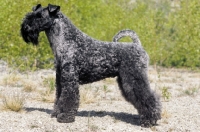 Picture of kerry blue terrier, irish multi talent