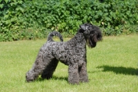 Picture of Kerry blue terrier on grass