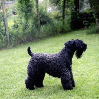 Picture of kerry blue terrier side view 