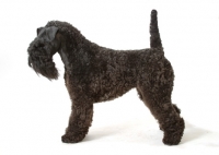 Picture of Kerry Blue Terrier side view