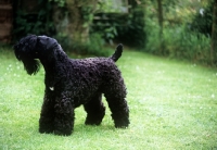 Picture of kerry blue terrier
