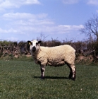 Picture of kerry hill ewe