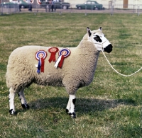 Picture of kerry hill ram with rosettes