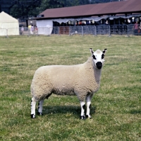 Picture of kerry hill ram