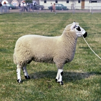 Picture of kerry hill ram