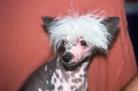 Picture of keshar's blueboy du fuinrando,   chinese crested dog, portrait