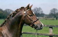 Picture of keston royal occasion welsh pony (section b), 