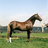 Picture of keston royal occasion, world famous stallion welsh pony (section b), at a show