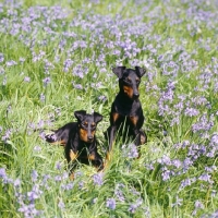 Picture of keyline gloriana and ch manterr brilliant lady, two manchester terriers among bluebells