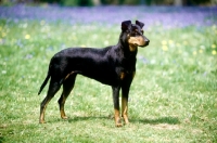 Picture of keyline gloriana, manchester terrier in show pose