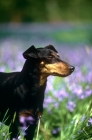 Picture of keyline gloriana, manchester terrier, head stuidy with bluebells