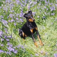 Picture of keyline gloriana, manchester terrier sitting among bluebells