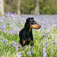 Picture of keyline gloriana, manchester terrier, head study among bluebellls
