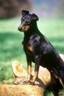 Picture of keyline gloriana, manchester terrier standing up on branch