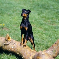 Picture of keyline gloriana manchester terrier with front feet on branch