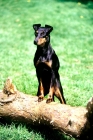 Picture of keyline gloriana manchester terrier standing up, front feet on branch