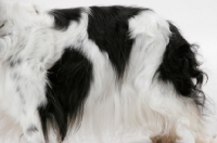 Picture of King Charles Spaniel, coat detail