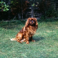 Picture of king charles spaniel looking at camera