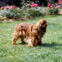 Picture of king charles spaniel on grass