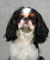 Picture of King Charles Spaniel portrait