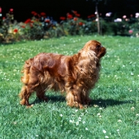 Picture of king charles spaniel side view