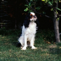 Picture of king charles spaniel sitting