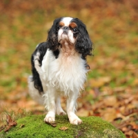 Picture of king charles spaniel stood on a rock posing, autumn colours