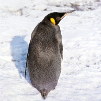Picture of king penguin in snow