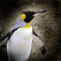Picture of king penguin
