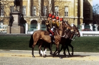 Picture of kings troop royal horse artillery in ceremonial dress in london