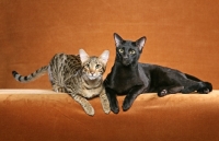 Picture of Kirembo Amadi Binah "Maddie," with her brother, "Baz," is a 10 month old Brown Spotted Tabby Savannah female