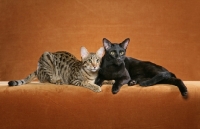 Picture of Kirembo Amadi Binah "Maddie," with her brother, "Baz," is a 10 month old Brown Spotted Tabby Savannah female