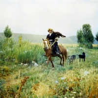 Picture of kirghiz horse and rider with bird of prey on his shoulder followed by dogs