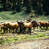 Picture of kirghiz horses in a group