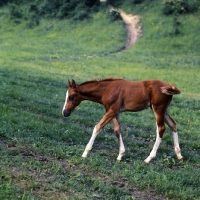 Picture of kisber foal walking purposefully