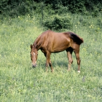 Picture of kisber mare in hungary