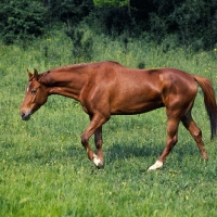 Picture of kisber mare in hungary